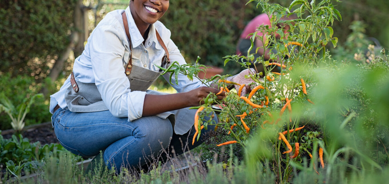 Summer Gardening Tips – Mother Earth News - Vimarsana News